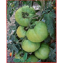 Semillas deTomate Beef