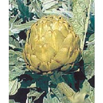 Semillas de Alcachofa