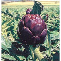 Semillas de Alcachofa