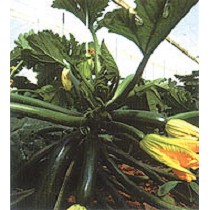 Semillas de Calabacn verde