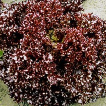 Semillas de Lechuga Lollo rosso
