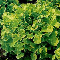 Semillas de lechuga de Hoja de roble verde