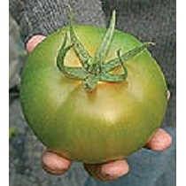 Semillas deTomates de ensalada