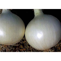Semillas de Cebolla dia largo