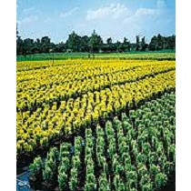 Sustratos para semilleros con fibra de coco 