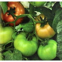 Semillas deTomate Beef