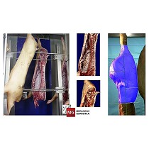 Clasificadora automtica de canales de cerdo