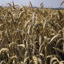 Fertilizantes granulados simples 60 er kali granular
