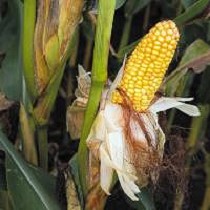 Fertilizantes granulares para mezclas Esta kieserit granulado