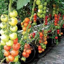 Fertilizantes líquidos simples concentrados Solump