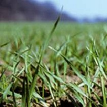 Fertilizantes l�quidos concentrados Hortisul