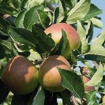 Fertilizantes líquidos inmediatos Epsotop