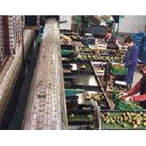 Clasificadoras de frutas Greefa MSE