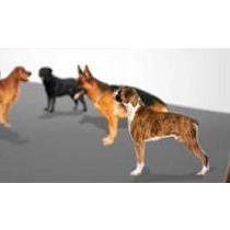 Chips l�quidos de ADN para perros