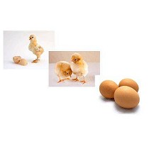 Extracto de levadura con nucle�tidos