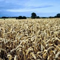 Fertilizantes granulares simples Korn - kali