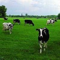 Fertilizantes granulares Magnesia - kainit
