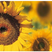 Semillas de girasol hbrido