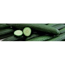 Semillas de Pepino Holands