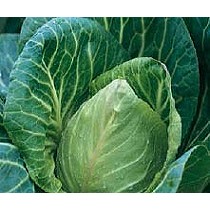 Semillas de Col repollo balnca