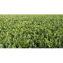 Semillas de Remolachas