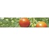 Bioestimulantes radiculares Sapec Agro Vital
