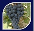 Fortalecedores nutritivos Sapec Agro Fortan vi�a