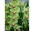 Orqudeas Floricultura Green zenith machteld