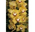 Orqudeas Floricultura Tracey reddaway sungold