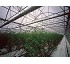 Invernaderos para horticultura Ulma 