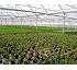 Invernaderos para floricultura Ulma 