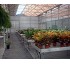 Mesas de cultivo para invernaderos Ulma 