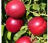 Nectarinas Villacruz 