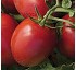 Semillas de tomate de industria Syngenta Ibix