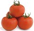 Semillas de tomate de calibre grueso Syngenta Torry