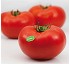 Semillas de tomate de calibre grueso Syngenta Panekra