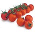 Semillas de tomate Syngenta Tyty