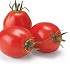 Semillas de tomate tipo pera Syngenta Sahel