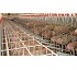 Boxes de gestacin Exafan 