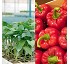 Injertos de pimiento Saliplant