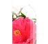Plantas ornamentales Saliplant 