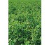 Leguminosas perennes Alfalfa
