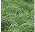 Gramneas anuales Ray Grass westerwoldicum