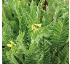 Serradella flor amarilla Ornithopus compressus