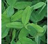 Trbol alejandrino o bersim Trifolium alexandrinum