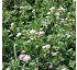 Trbol resupinatum Trifolium resupinatum ssp. resupinatum