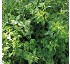Trbol vesiculoso Trifolium vesiculosum