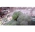 Sistema de humidificacin Hortalizas y verduras