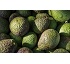 Aguacates clonales Brokaw 