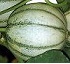 Melón Charentais